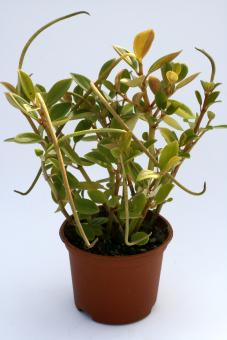 Peperomia spec. Morro do Capao, s. Brazil 