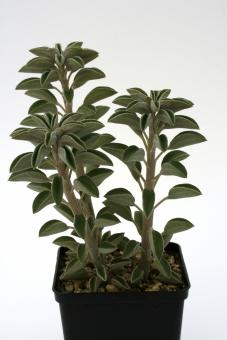Peperomia wolfgang-krahnii 