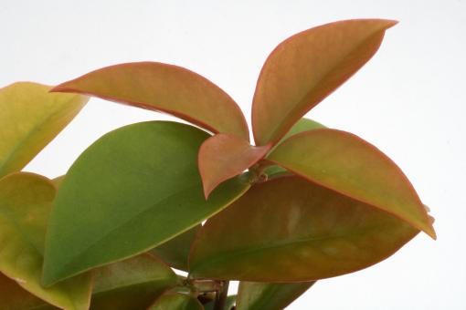 Pereskia aculeata var. godseffiana % 