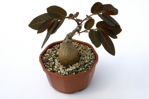 Phyllanthus mirabilis Y. $ 