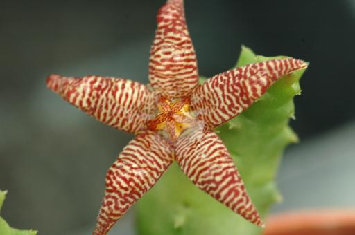 Piaranthus barrydalensis 