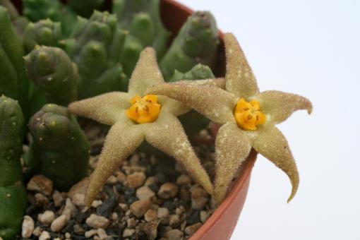 Piaranthus geminatus 