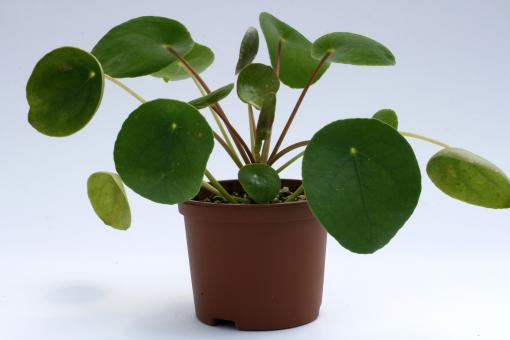 Pilea peperomioides 