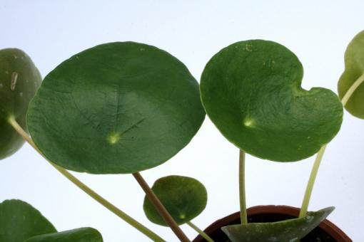 Pilea peperomioides 