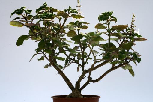 Plectranthus ernstii Y. Eastern Cape to KwaZulu-Natal, RSA 