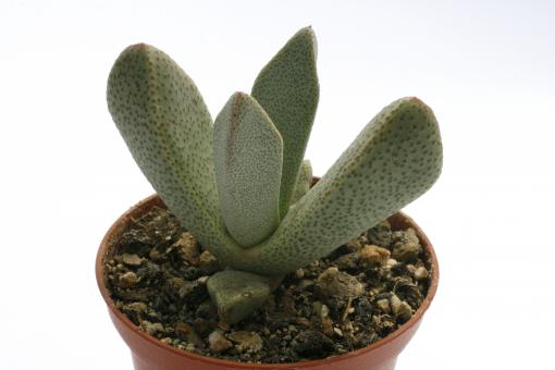 Pleiospilos magnipunctatus 