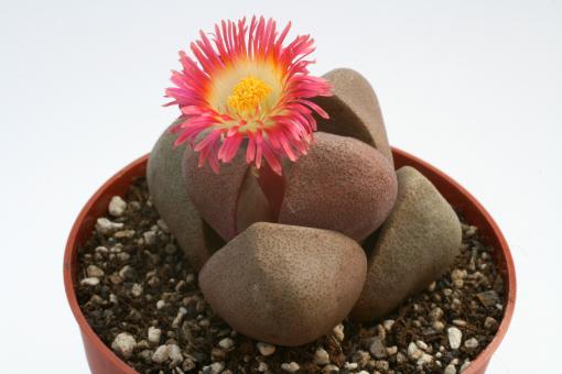 Pleiospilos nelii Royal Flush 