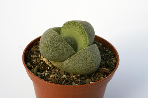 Pleiospilos nelii 