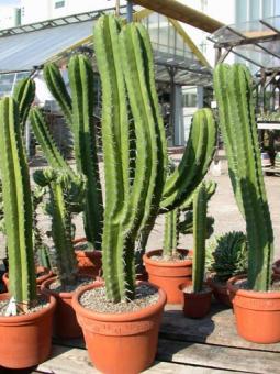 Polaskia chichipe - Einzelstück 