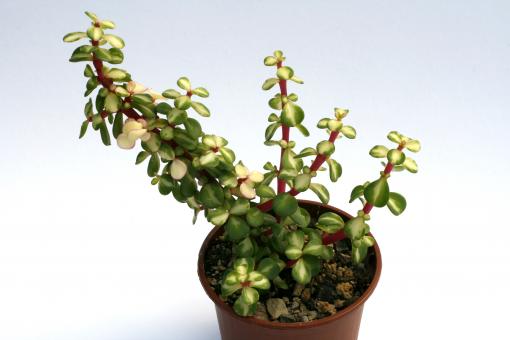 Portulacaria afra f. variegata es. 