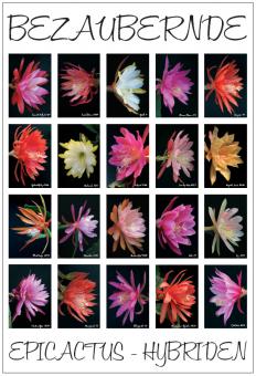Poster # 3 - Epicactus Flowers 