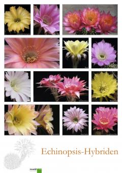 Poster # 6 - Echinopsis-Hybriden 