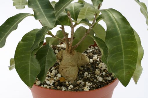 Raphionacme flanaganii Y. $ 