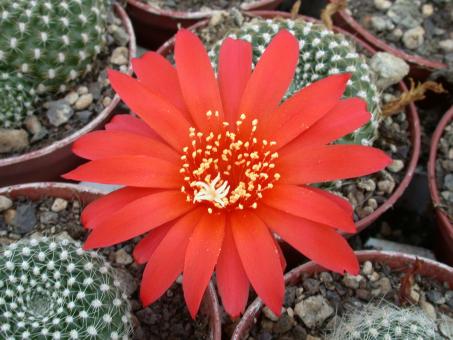 Rebutia krainziana 