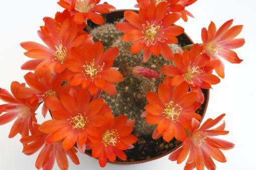 Rebutia senilis RH1277 Chorrillos, Salta, ARG, 2800m 