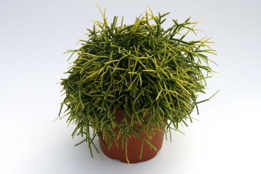 Rhipsalis baccifera Oasis 