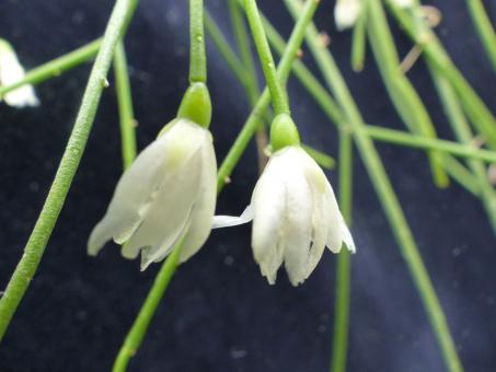 Rhipsalis burchellii 