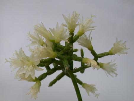 Rhipsalis cereuscula 