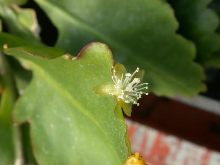 Rhipsalis oblonga 