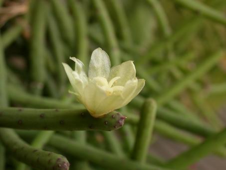 Rhipsalis dissimilis 