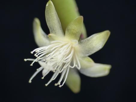 Rhipsalis floccosa ssp. pittieri 