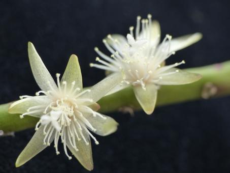 Rhipsalis floccosa ssp. tucumanensis Tucuman, ARG 