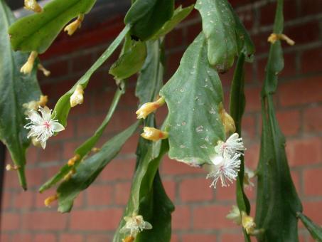 Rhipsalis goebeliana 