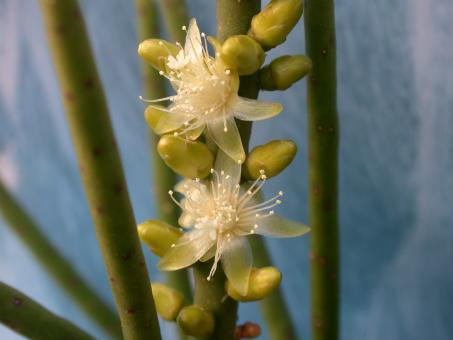 Rhipsalis grandiflora 