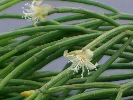 Rhipsalis teres f. 