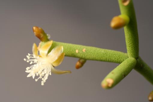 Rhipsalis teres f. heteroclada 