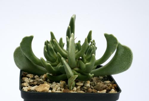 Rhombophyllum nelii *2^ 