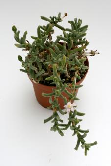 Ruschia rupicola aff. SB1508 ne. Keimos, Northern Cape, RSA 