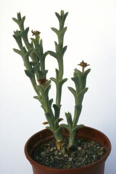 Ruschia crassa 