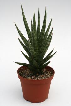 Sansevieria franciscii 