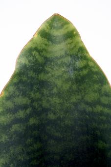 Sansevieria grandis 