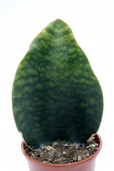 Sansevieria grandis 