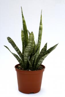 Sansevieria trifasciata Black Coral 