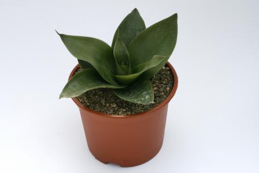 Sansevieria trifasciata Jade Hahnii 