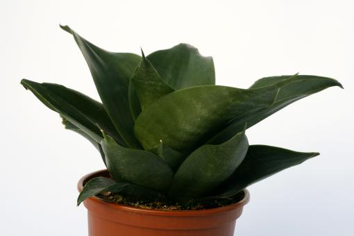 Sansevieria trifasciata Jade Dwarf Hahnii 