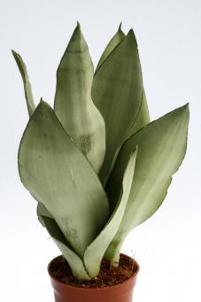 Sansevieria trifasciata Moonshine 