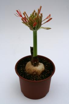 Scadoxus multiflorus $ 