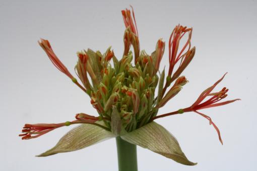 Scadoxus multiflorus $ 