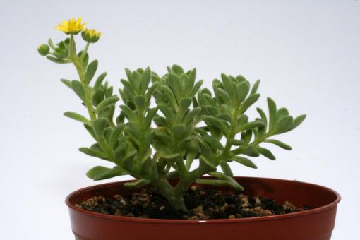 Sceletium tortuosum % Karoo, RSA 