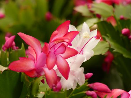 Schlumbergera Flame Duo 
