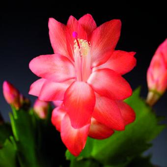 Schlumbergera Rio Brazil 