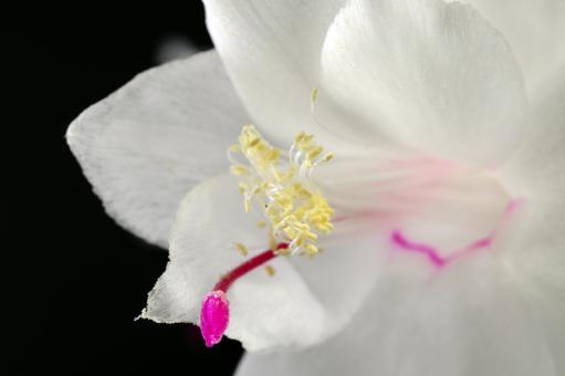 Schlumbergera Minas Brazil 