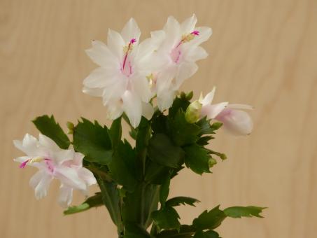 Schlumbergera Salvador Brazil 