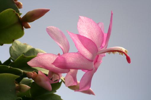 Schlumbergera Thor-Eliza 