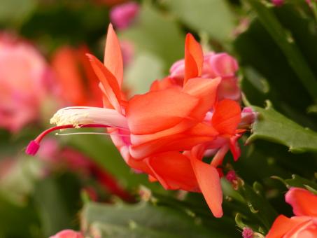 Schlumbergera Thor-Wild - Oranje 