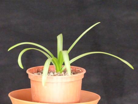 Scilla greilhuberi Iran 